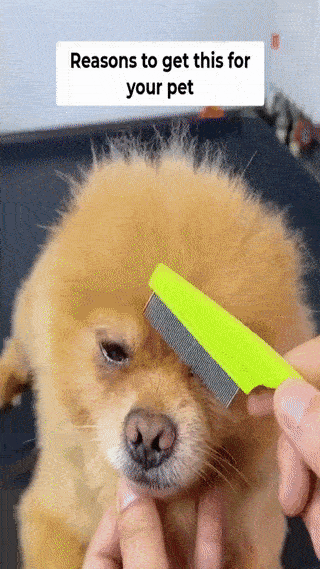 Stainless Steel Rounded Teeth Grooming Comb for Small Pets - Massage and Cleaning Tool